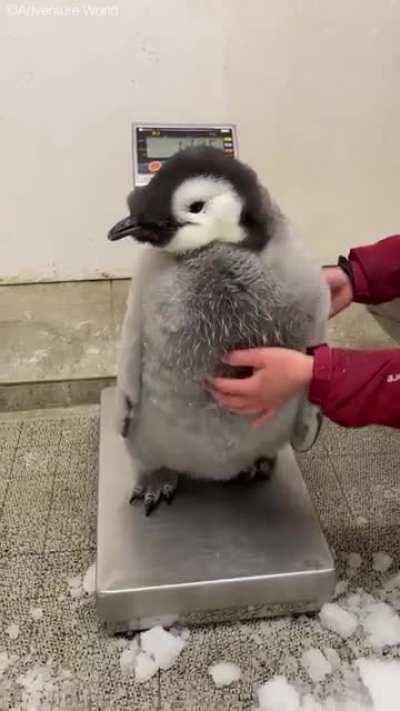 Cheking the bloat on Ubuntu or something, idk.