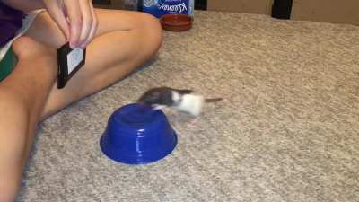 My adorable rat Oreo doing her 