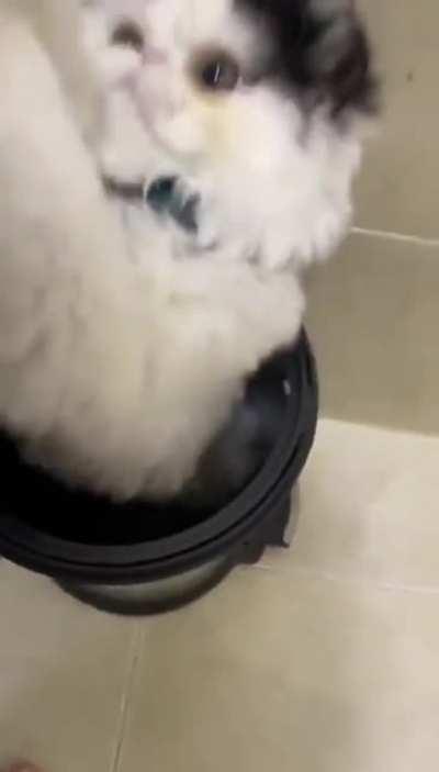 Now put the hecking lid down and stop playing with it