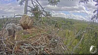 After several years, an eaglet finally hit the webcam's lens with a poop shot. So, no more images for now..