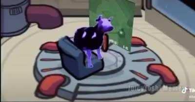 Polish Dancing Cow Sus