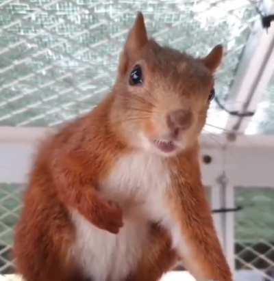 A Squirrel Trying to Scare Away the Person Recording It