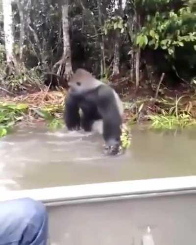 🔥 Silverback gorilla looking around to make sure no ones watching before he splashes some wildlife photographers 🔥