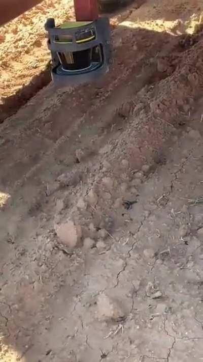 This farming robot zaps weeds with precision lasers