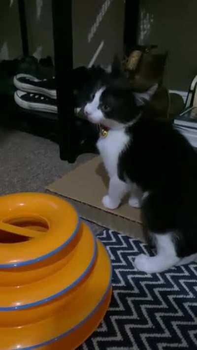 Bojangles’ demonic screaming at dinner time!