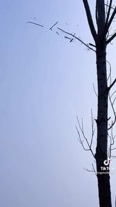 Slingshot v tree branches