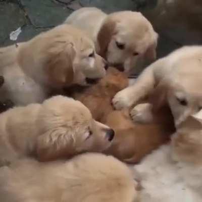 DoGs BrUtAlLy DeVoUr CaT aLiVe