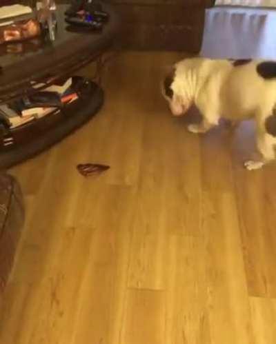 One year anniversary of the happy dance being born