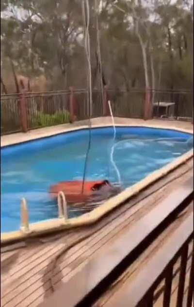 Fire fighting chopper lowers its bucket into a backyard swimming pool