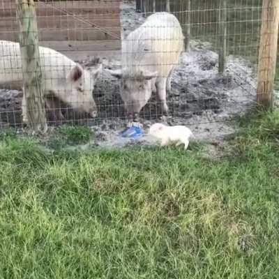 Look How Brave I Was!