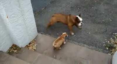 Tank making sure his little brother gets down the stairs safely
