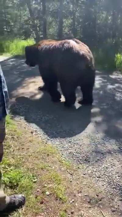 Bear walks past tourists