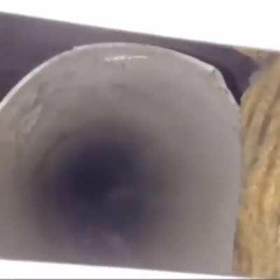 A wild pokemon has appeared