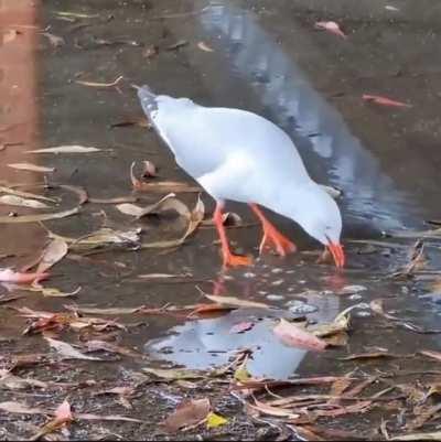 🔥 Seagull tapdances for worms
