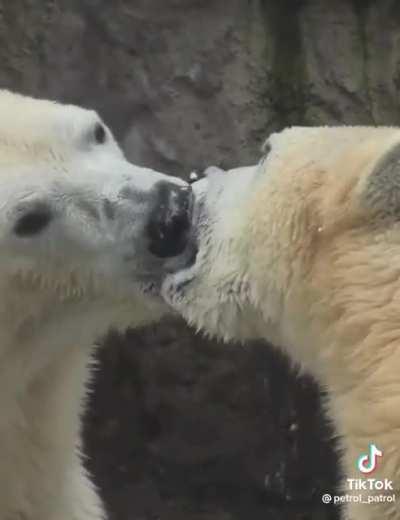 Just a normal polar bear video
