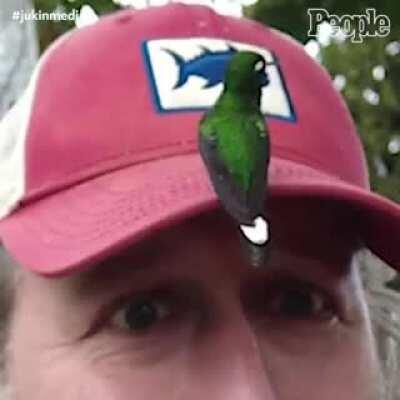 Wholesome encounter with a hummingbird