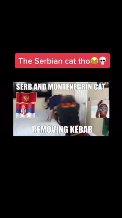 Serbian cat tho😂