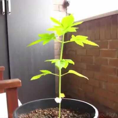 Cannabis from seed to harvest