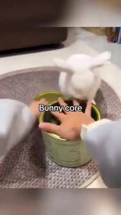 these cats are stupid. wait…