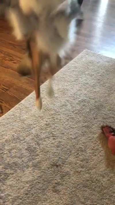 I’ve been told my girl had huge leaps as a puppy!