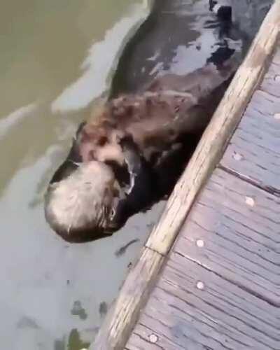 Sea otters hold infants on their chests to nurse them, and quickly teach them to swim and hunt