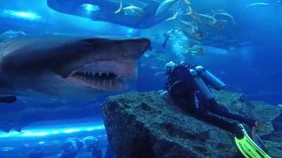 Close encounter with a shark at the Dubai Aquarium