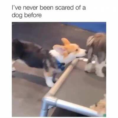 Thanks, I hate smiley dog