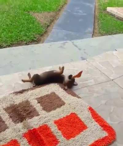 Just a puppers and his butterfly buddy