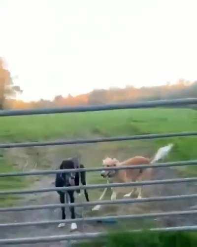 HELICOPTER TAIL! IT'S REAL!