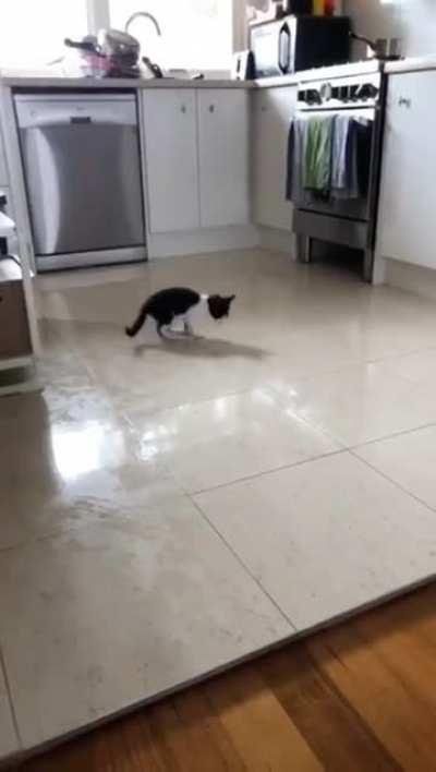My kitty on wet floor for the first time