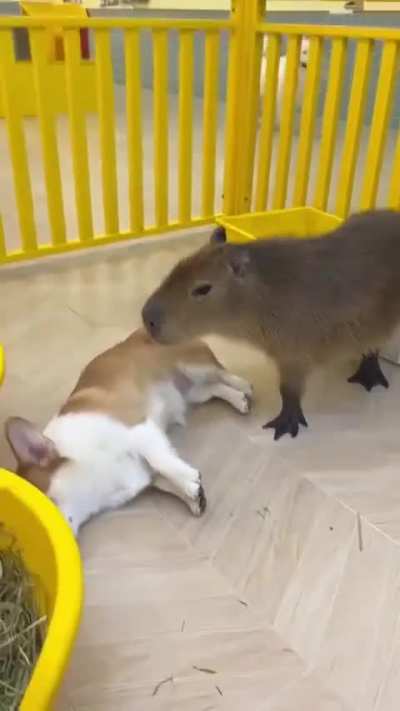 Capibara murders dog [graphic]