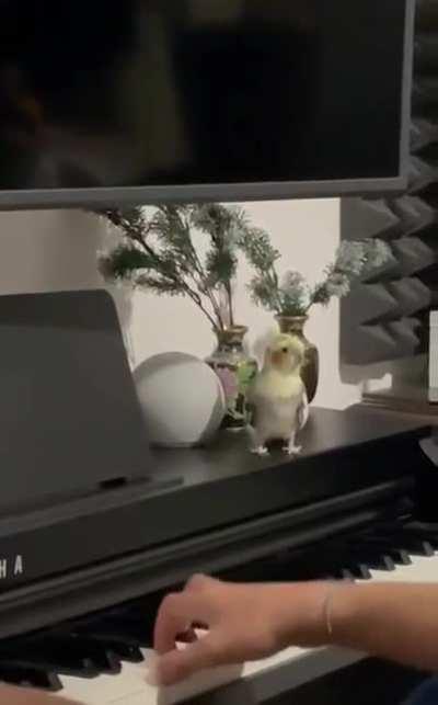 Parrot enjoys the piano