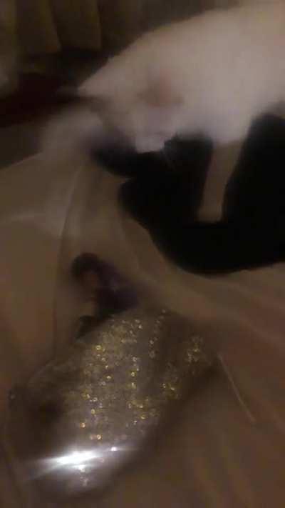 Suspicious make-up brush: 1 My moron cat: 0