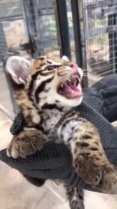 ocelot kitten at the Cincinnati zoo!!