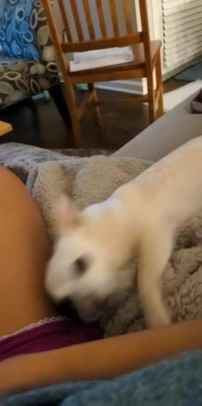 Got her from the shelter about 7 months ago & now she's getting bold asking for pets