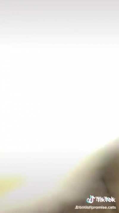 I didn't know I needed this cat in my life