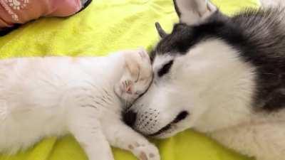 Lovely mutual Feelings