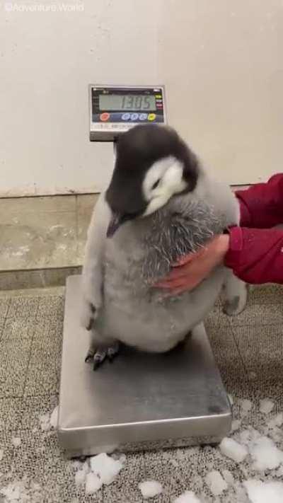 I thought baby penguins could fit on a palm