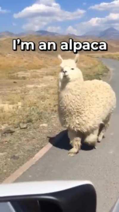 Talking junk to the wrong alpaca