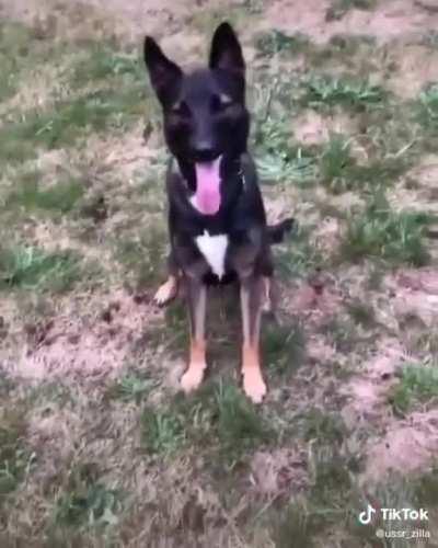 Gus (companion), 10000 damage to males, 50% chance of betrayal while not in combat