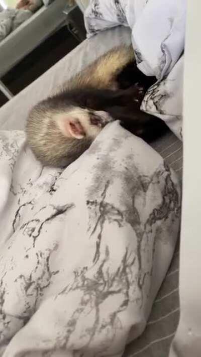 🥺 she decided to crawl up and cuddle in bed with me, how am I supposed to leave the bed now????