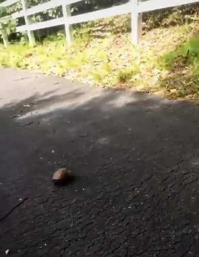 Filming a hit and run