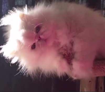 Energetic cloud poses as cat 🐱