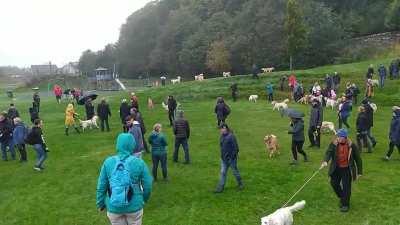 Our pup got to meet 100+ other goldies in Scotland today 🙂