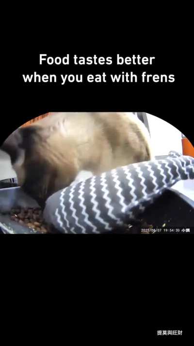 Bro said no emotional support toy, no meal 😤🍽️