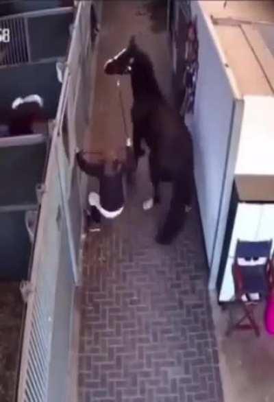 Gaulgesichtige Haferhure attackiert unachtsame Gefängniswärterin