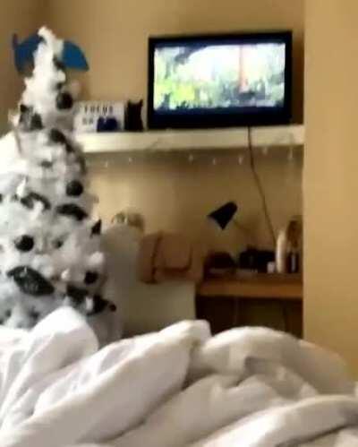 Everyone's gangster until there's a bear on the TV.