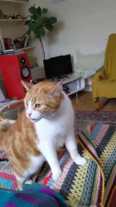 My angry old boi, Vince, who is not a fan of another cat chilling outside his window. (We did shoo away the other cat shortly after the initial shock and laughter and calmed him down with some treats)