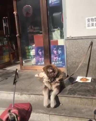 A good doggo patiently waiting for their human