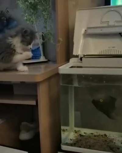 Cat vs Fish
